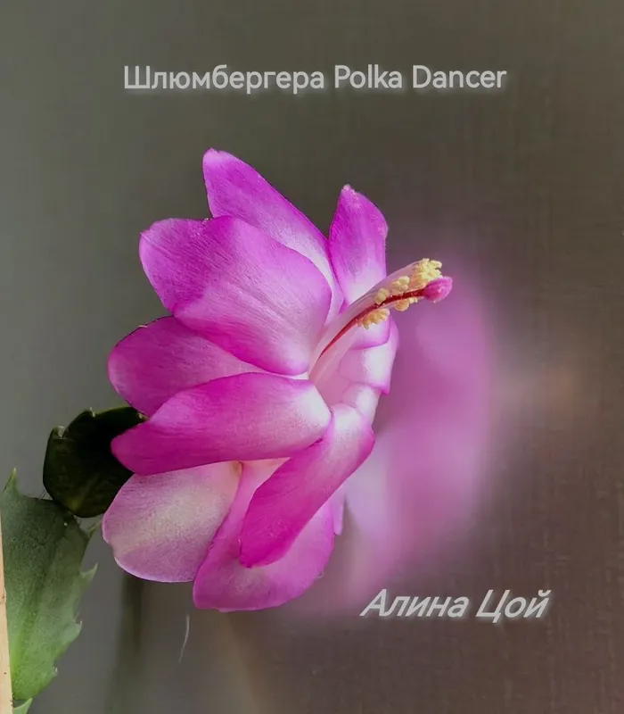 Сортовая шлюмбергера (декабрист) С БУТОНАМИ Polka Dancer — фото 1
