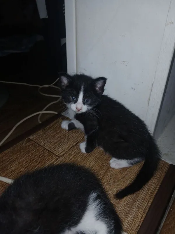 Котята, в добрые руки бесплатно 3 Котята, в добрые руки бесплатно 3