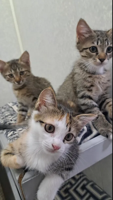 одам котят в хорошие руки.