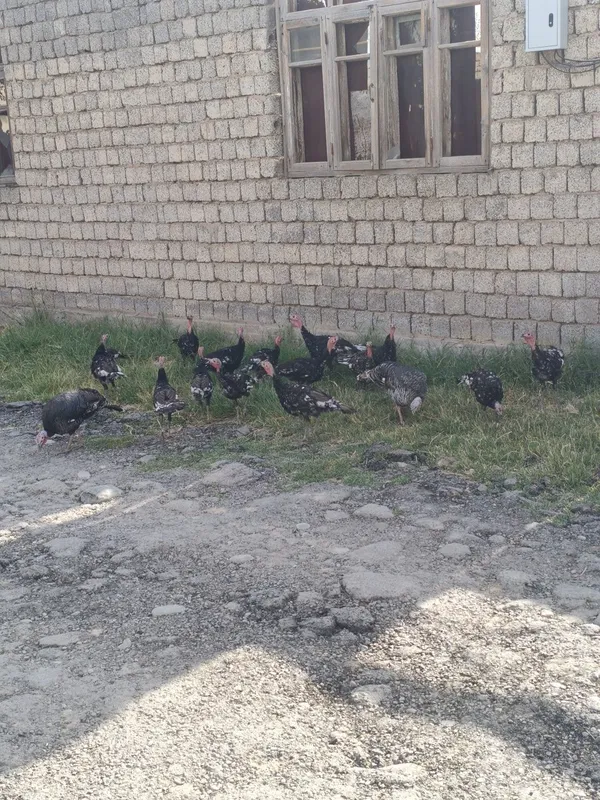 Kurkala sotiladi ona bola 2 Kurkala sotiladi ona bola 2