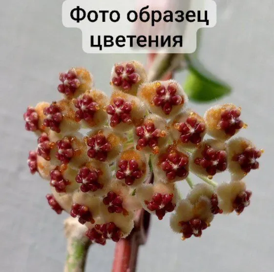 Хойя Керри. Экзотические цветы для дома и офиса. — фото 2 Хойя Керри. Экзотические цветы для дома и офиса. — фото 2