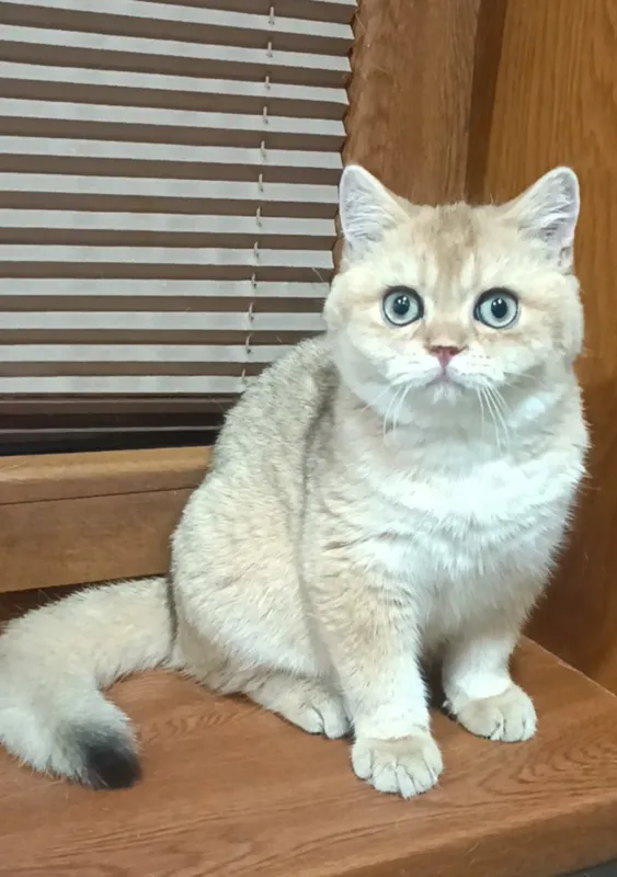 Продаются мальчики британцы золотая шиншилла — фото 3