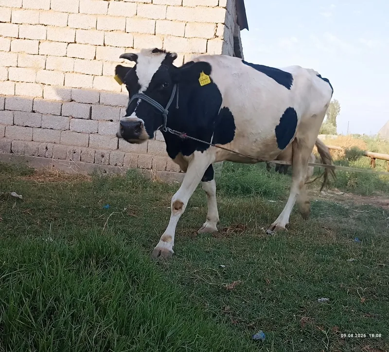 Ona bola sigir sotiladi 2 Ona bola sigir sotiladi 2