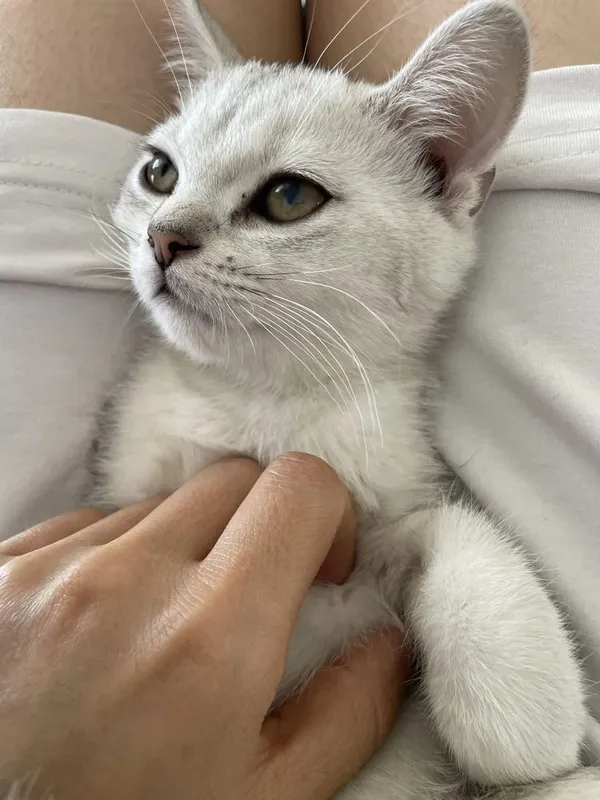 Котята серебристая шиншилла 4 Котята серебристая шиншилла 4