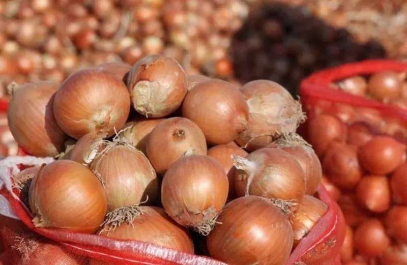 Yaxshi pishgan sifatli piyoz bor