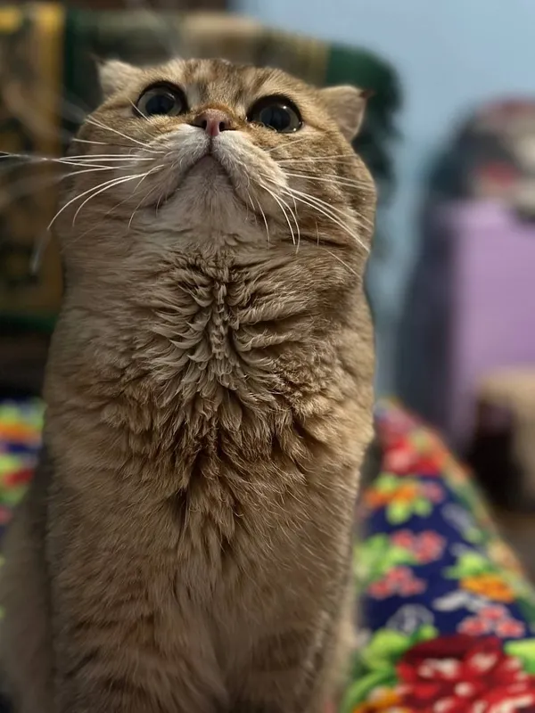 Продаётся умный кошка — фото 1