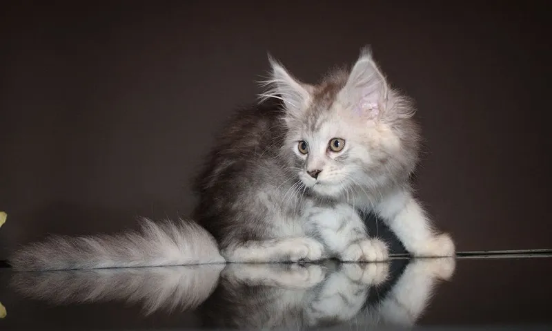 Мейн-кун котята серебро — фото 1