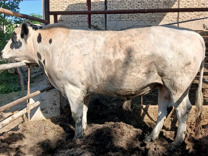BUQA SOTILADI GIBRID