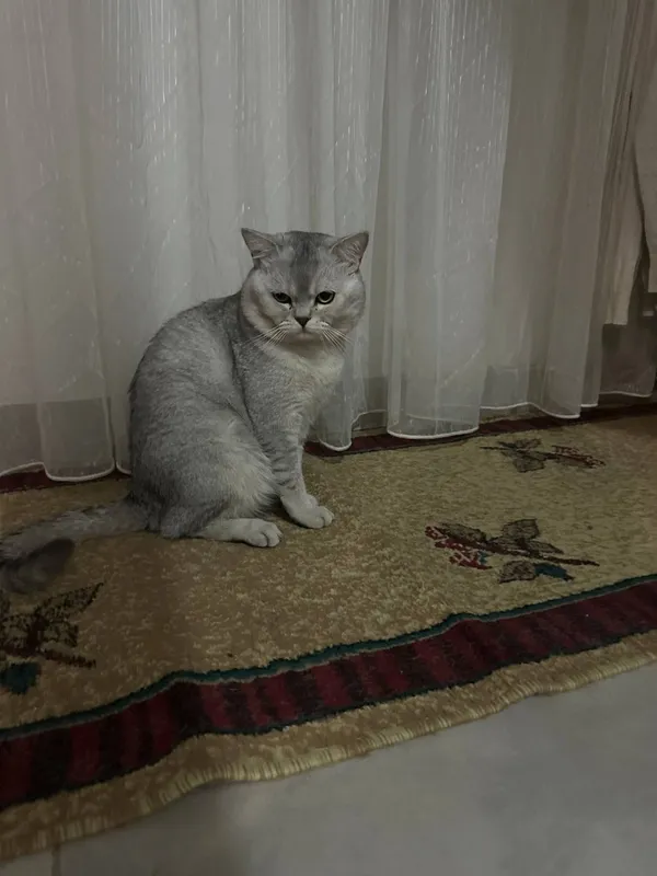 Срочно !!! Шиншила Ищем породистую кошку для вязки — фото 1