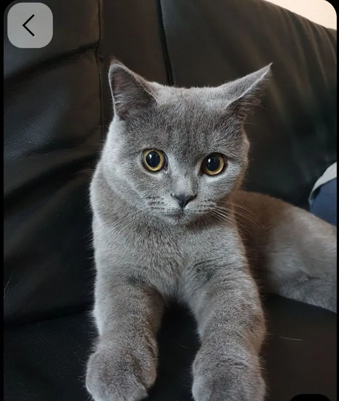 British male cat