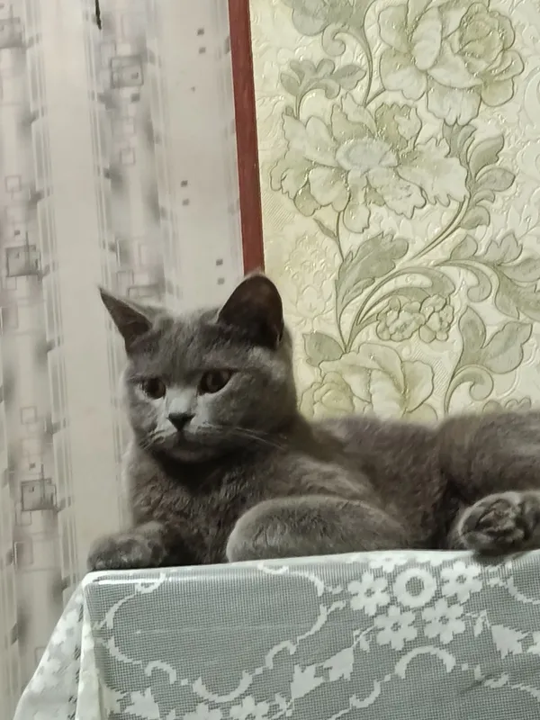 Айол мушук сотилади — фото 1
