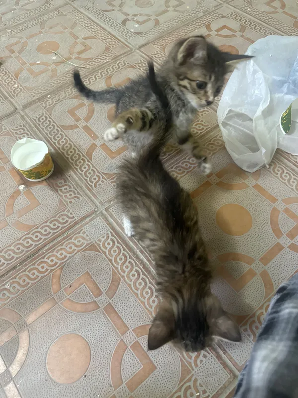 Отдам котят даром 3 Отдам котят даром 3