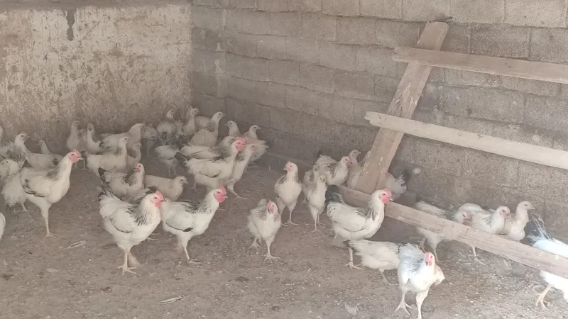 Adler XOROZLAR sotilad 1