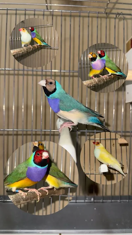Amadinka gulda amadina