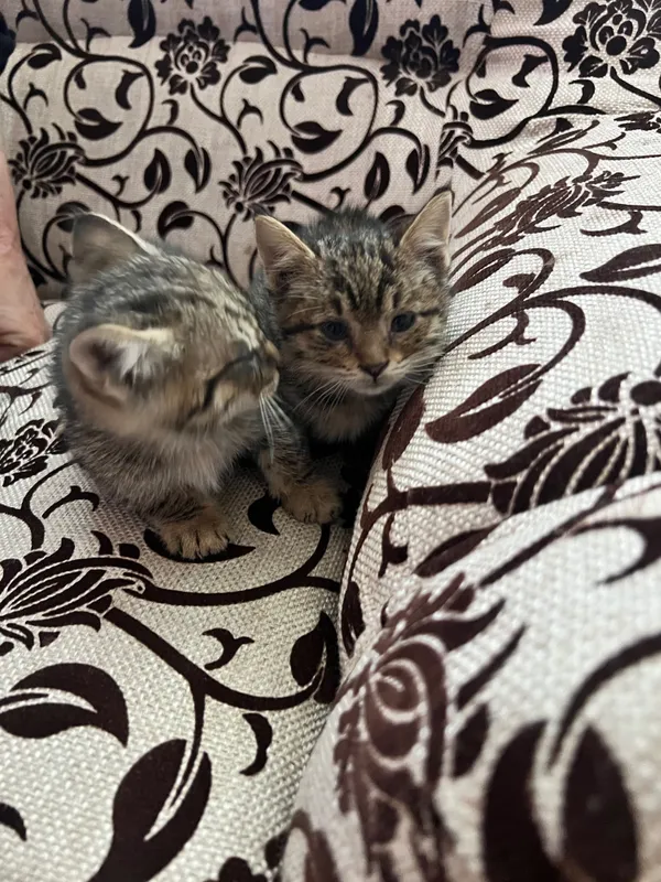 Котята в добрые руки — фото 1