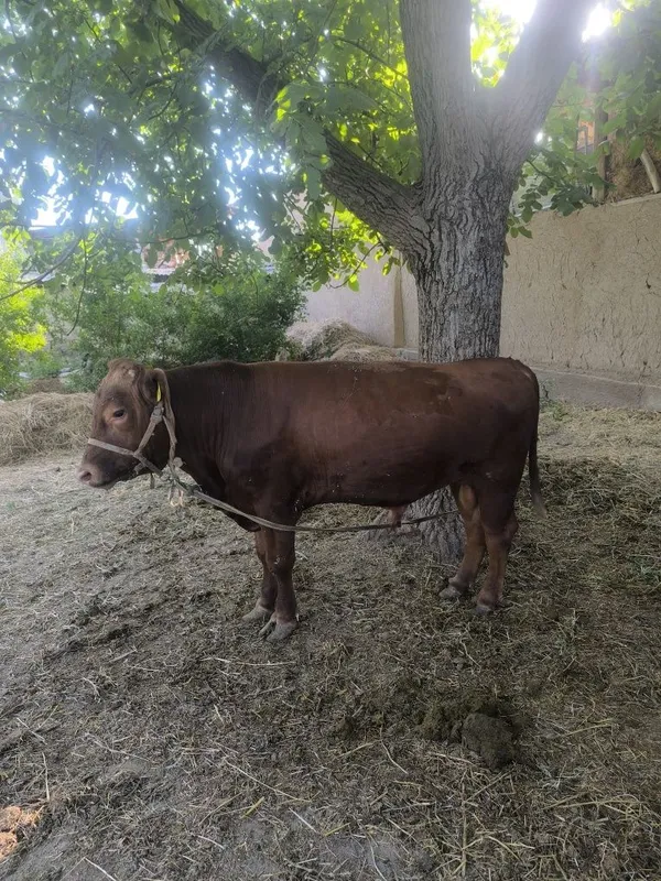 Limuzin gibrit buqa 4