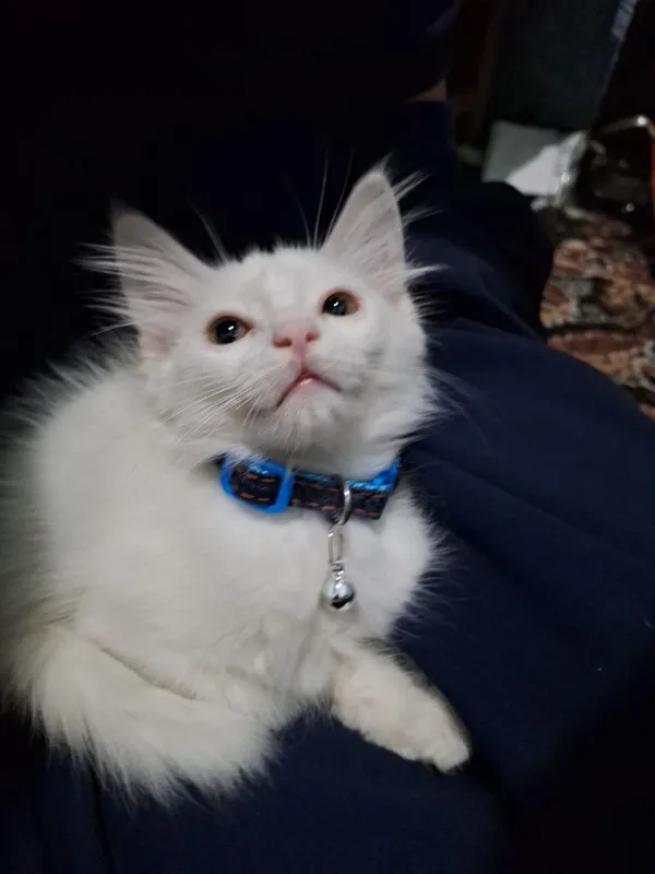 Котёнок ищет любящую семью 2 Котёнок ищет любящую семью 2
