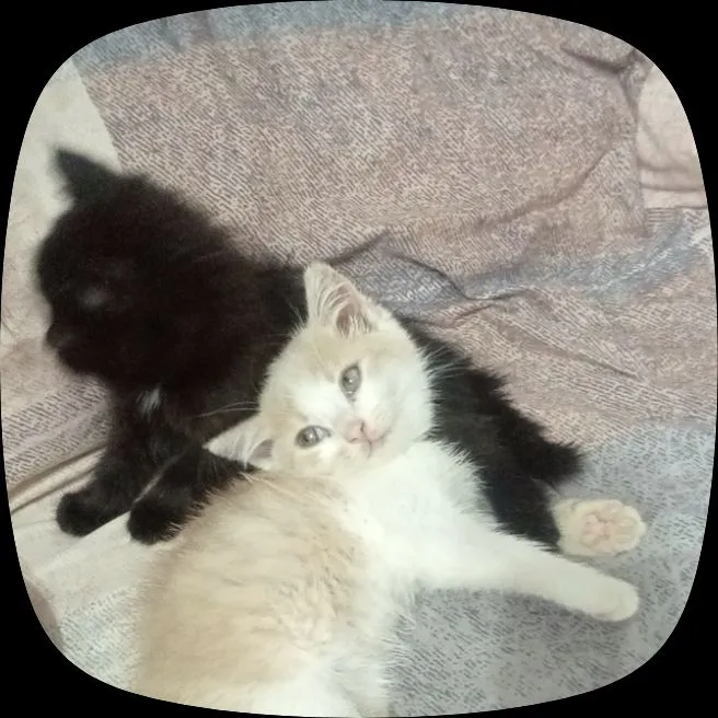 кошка кошка