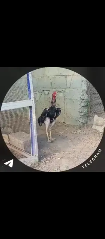 Kulangi xõroz sotiladi