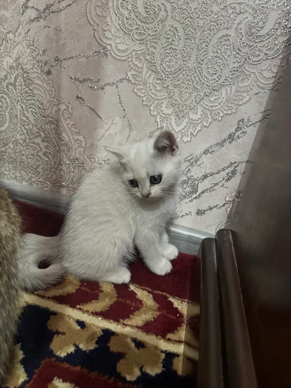 Котята — фото 2