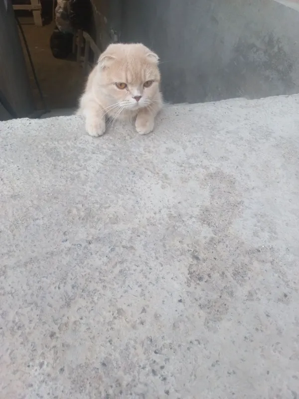 Zotli mushuk sotiladi (шотландская вислоухая кошка) — фото 3