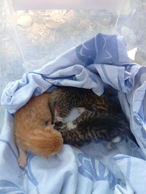 Котят новорожденные СРОЧНО! Котят новорожденные СРОЧНО!