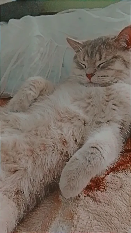 Сеамская кошка а также кот британской 6 Сеамская кошка а также кот британской 6