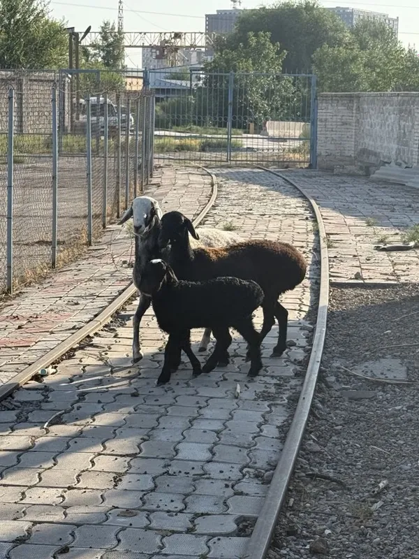 Qo’y баран. Urg’ochi bilan erkegi 3 Qo’y баран. Urg’ochi bilan erkegi 3