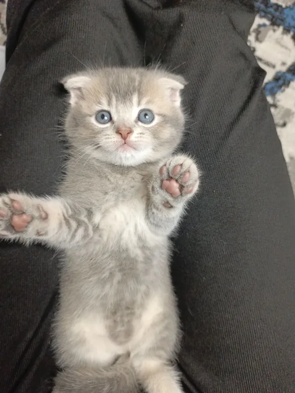 Вислоухие котята — фото 4