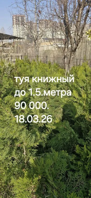 Дерево Туя книжная 1.5 метра