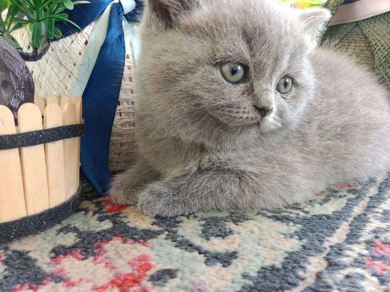 котята на продаже, умные, игривые, знают лоток 4
