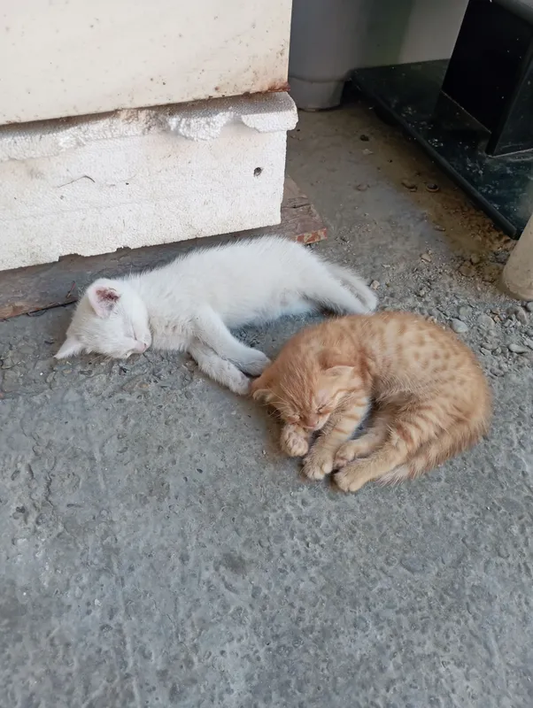 Котёнок продаётся 2