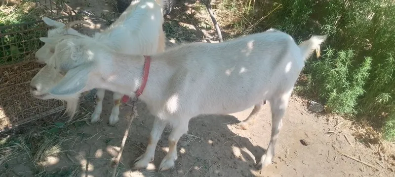 ona bola echki sotiladi sut yoʻnalishidagi 3 ona bola echki sotiladi sut yoʻnalishidagi 3
