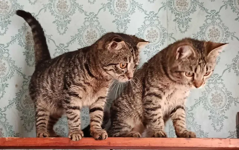 Котята в добрые руки. Смотрите другие объявления автора. — фото 1