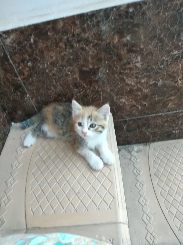 Милые котята / Yoqimtoy mushukchalar 2 Милые котята / Yoqimtoy mushukchalar 2