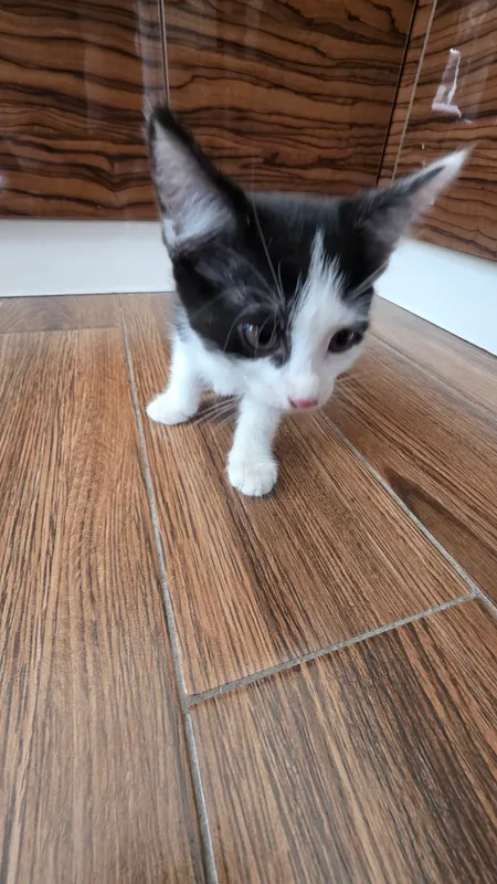 КОТЯТА, ОТДАДИМ В ХОРОШИЕ РУКИ 2 КОТЯТА, ОТДАДИМ В ХОРОШИЕ РУКИ 2