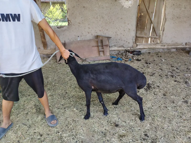 Semiz qisir barra va qisir qo'y sotiladi. Yemlangan — фото 1