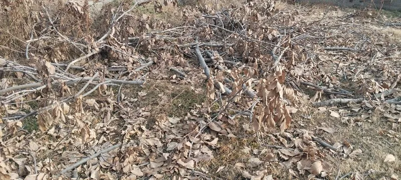 Енгок дарахтини утини — фото 1