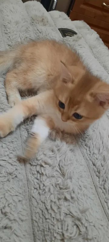 Котенок британской шиншилы, мальчик — фото 3
