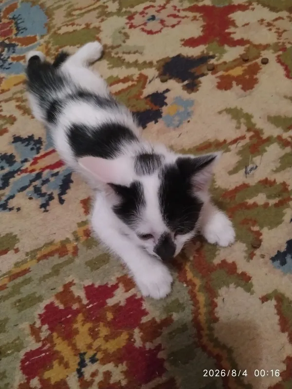 Котята в добрые руки 1 Котята в добрые руки 1