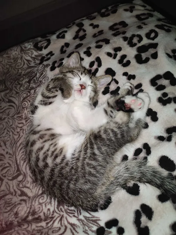 Котёнок в добрые руки 3 месяца — фото 5