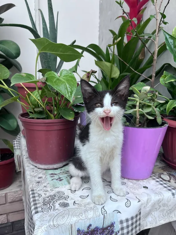 Одам котята в хороший руки 1