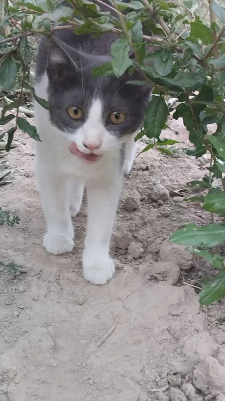 хадиъяга кошки 1 хадиъяга кошки 1