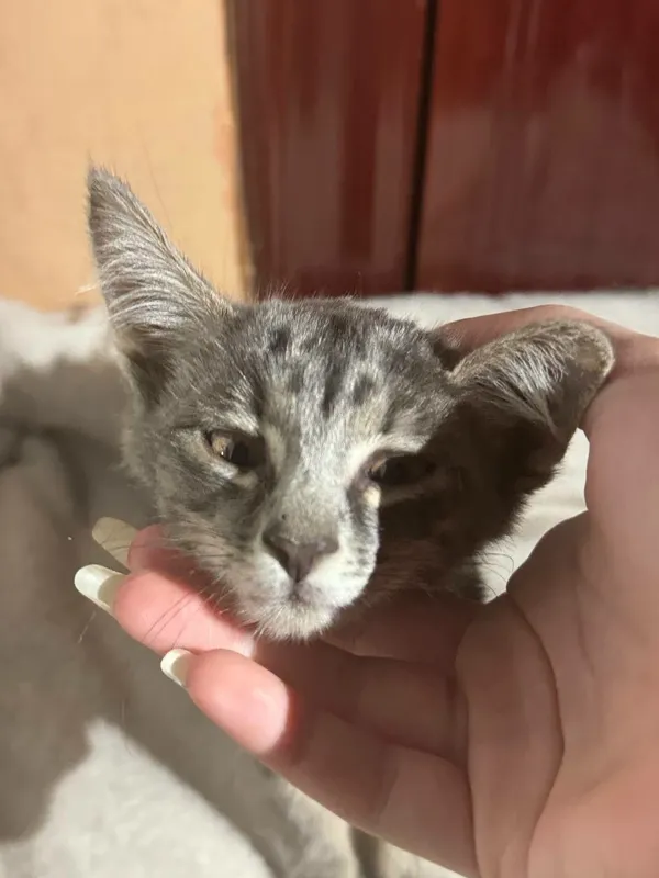 Ласковая, полностью здоровая кошечка. Только ответственным людям. 1 Ласковая, полностью здоровая кошечка. Только ответственным людям. 1