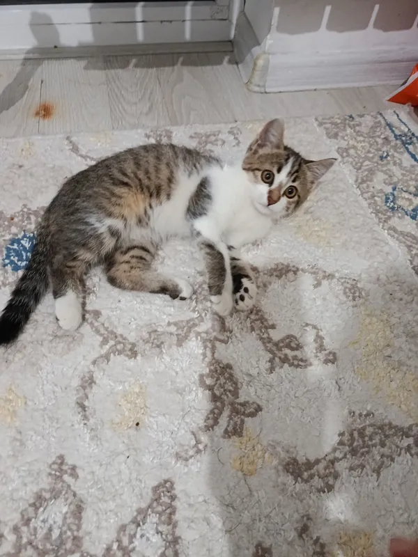 Котёнок а самые добрые руки