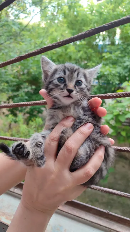 Котятки ребятки в добрый дом, в добрые ручки!!! — фото 7 Котятки ребятки в добрый дом, в добрые ручки!!! — фото 7