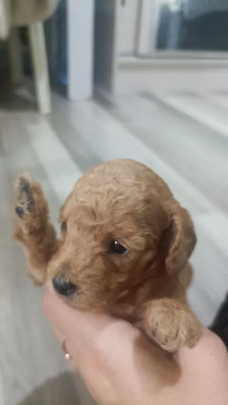 Mini pudel kuchukchalari 7 Mini pudel kuchukchalari 7