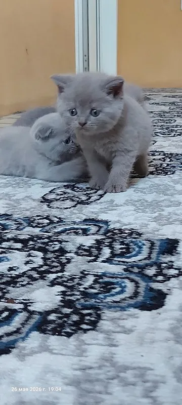 Котята: скоттиш-фолд и скоттиш-страйт 6 Котята: скоттиш-фолд и скоттиш-страйт 6
