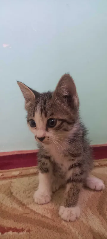Отдам котят. Мушукчалар 2 Отдам котят. Мушукчалар 2