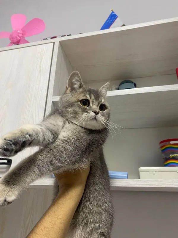 Британский скоттиш страйт девочка — фото 2